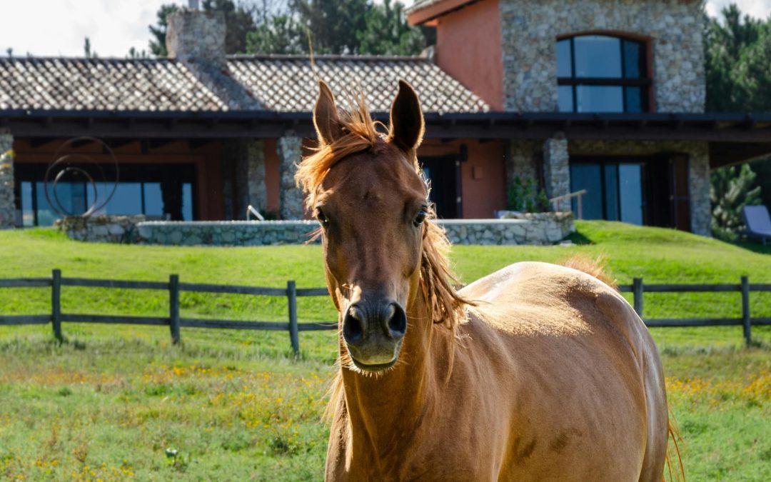 Mixed-use property with stables pays less SDLT